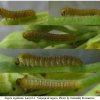 zeg eupheme larva1 volg